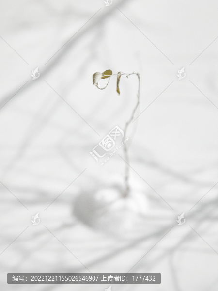 枯萎枝葉與交錯(cuò)的樹(shù)影