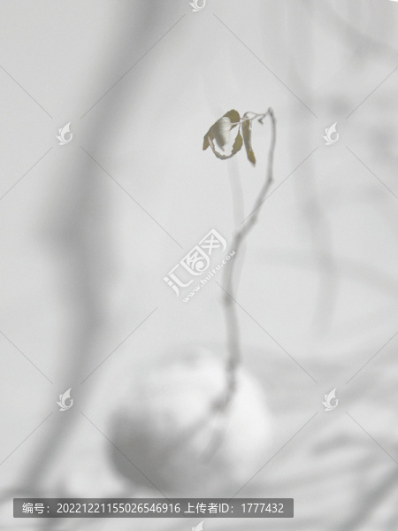 枯萎枝葉與交錯(cuò)的樹(shù)影