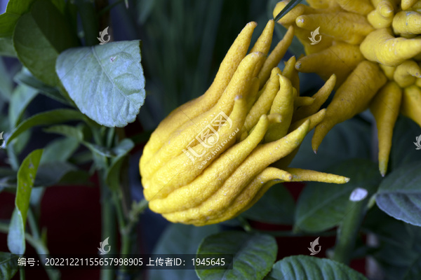佛手柑