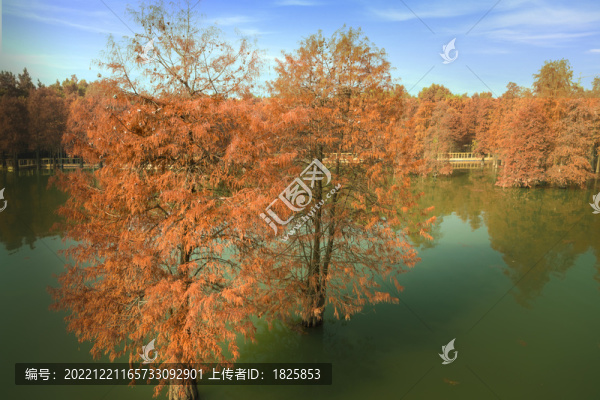 杭州青山湖水杉