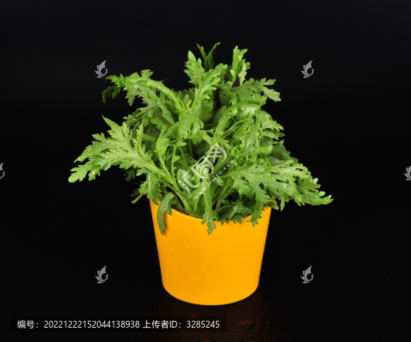 茼蒿