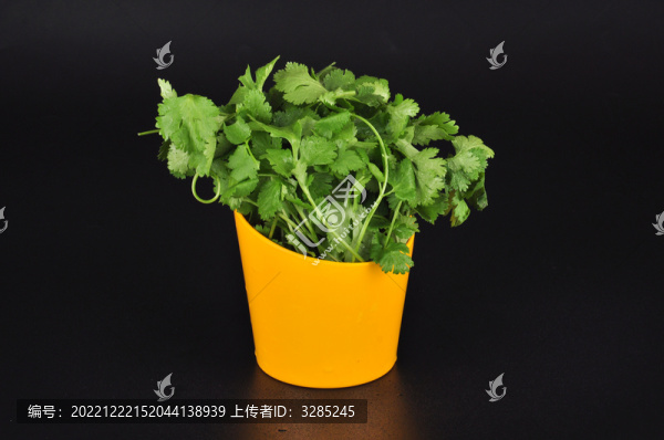 香菜