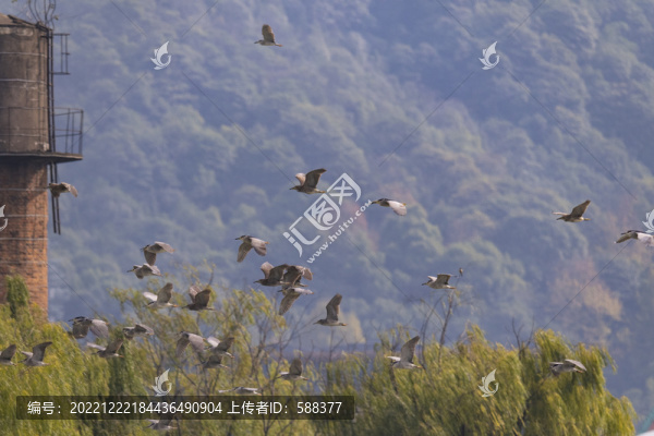 杭州湘湖生態(tài)環(huán)境水鳥鸕鶿風(fēng)光