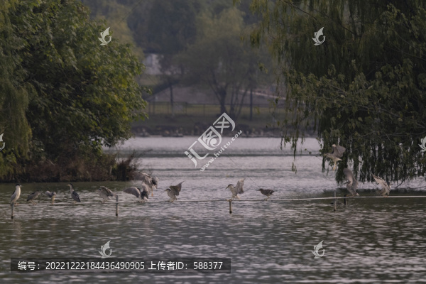 杭州湘湖生態(tài)環(huán)境水鳥鸕鶿風(fēng)光