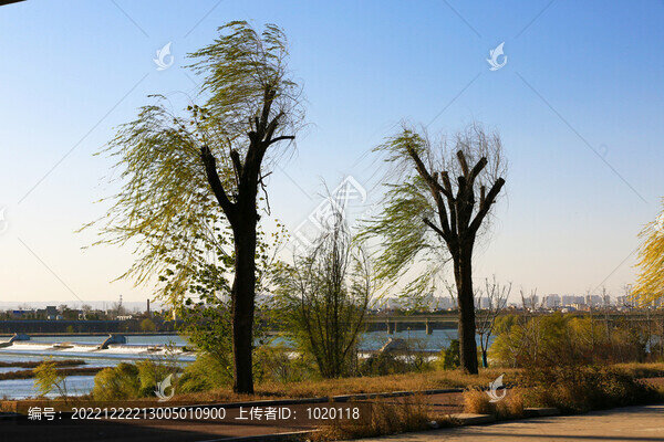 河岸垂柳