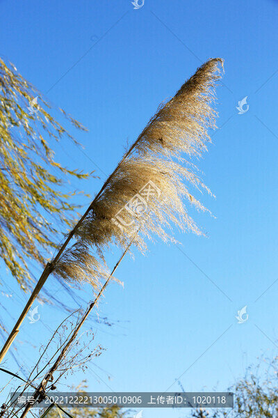 風(fēng)吹蘆葦