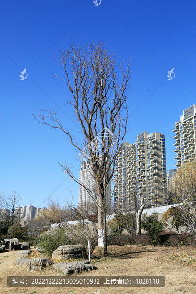大楊樹(shù)