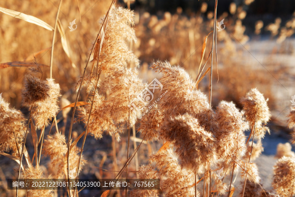 蘆葦花