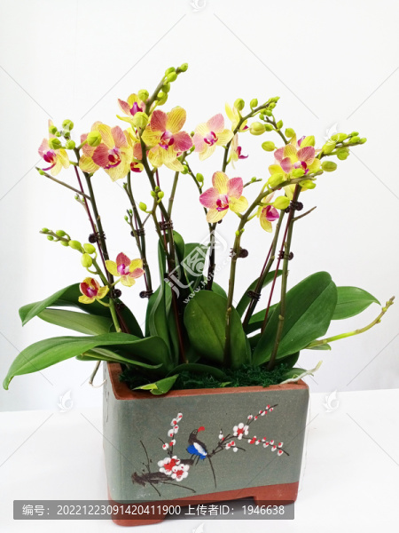 蘭花