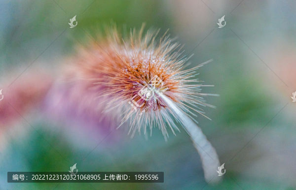花開冬至聞春聲