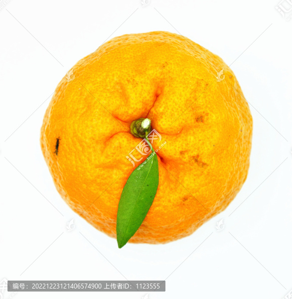柑桔