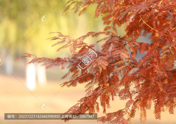 水杉葉