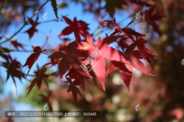 紅楓葉特寫