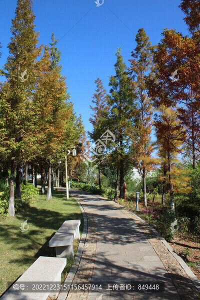 公園小路水杉