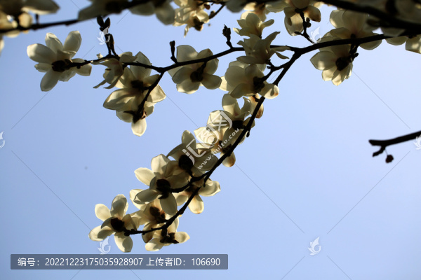 逆光玉蘭花