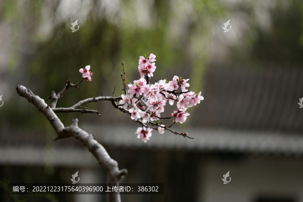 一枝桃花
