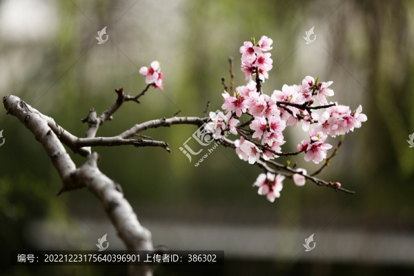 一枝桃花