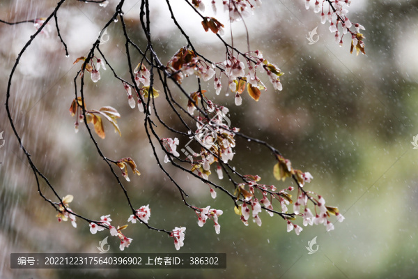春天的雨