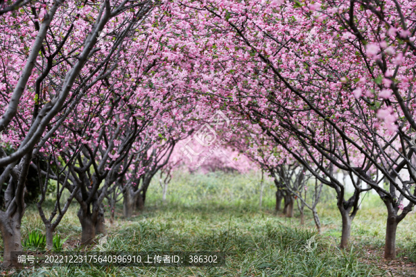 春天的花樹