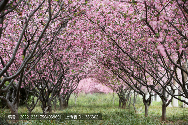 春天的花樹
