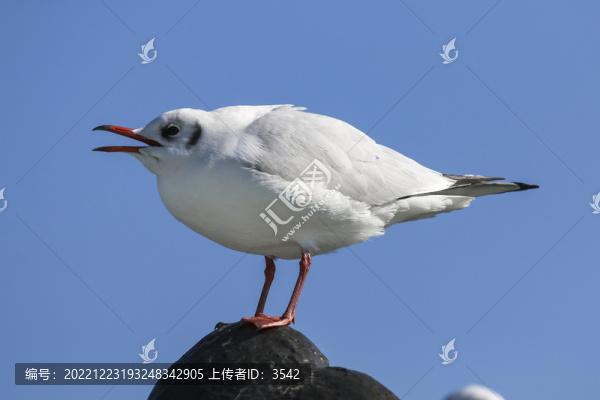 紅嘴鷗