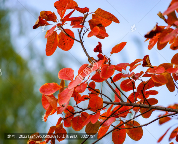 秋天紅葉