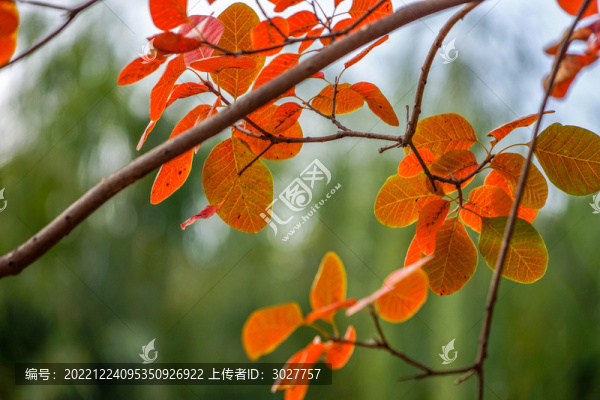 秋天黃葉