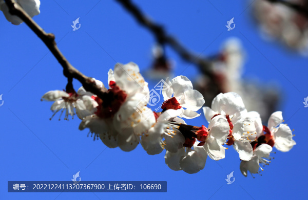 山杏
