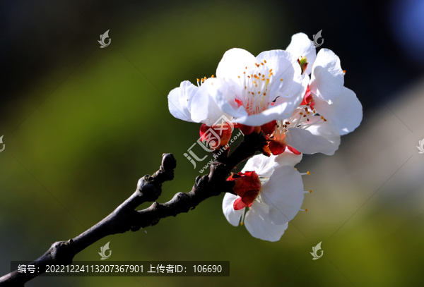 山杏花在枝頭