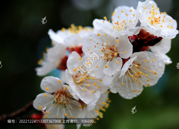 杏花滿枝頭