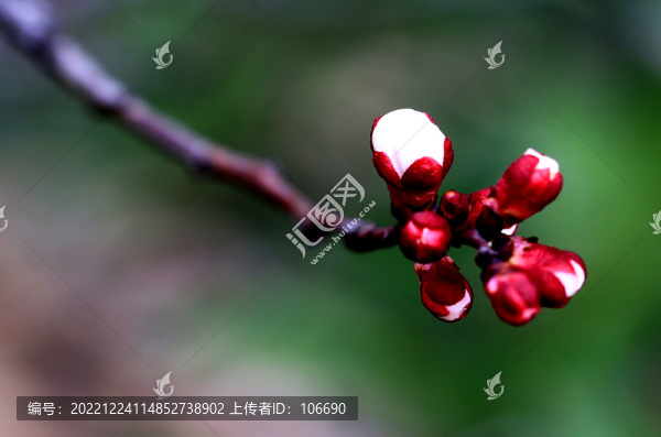 待開榆葉梅花蕾