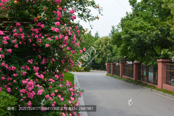 薔薇和綠植圍墻掩映下的水泥路