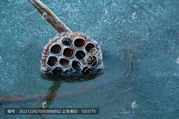 冬日枯萎的荷葉