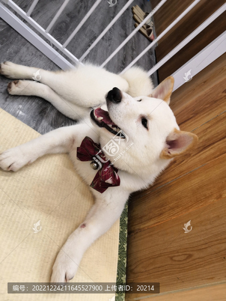 白色柴犬