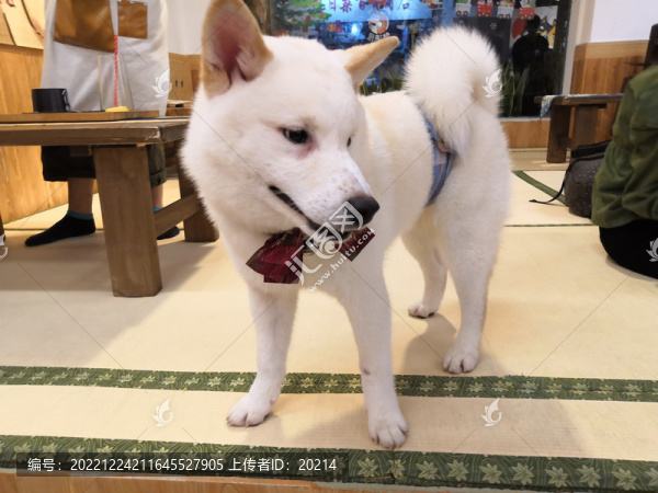 白色柴犬