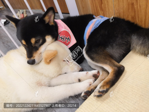 黑色柴犬