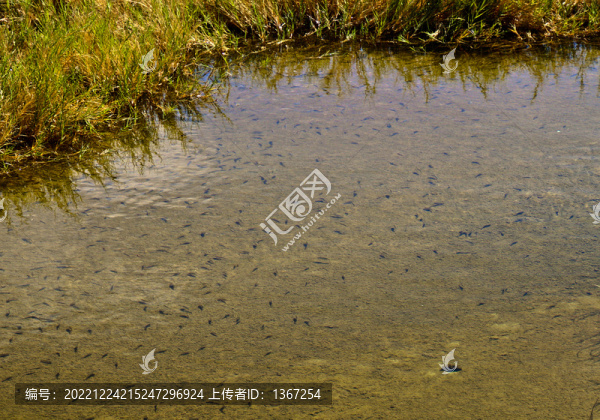 小魚塘