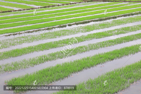 稻田