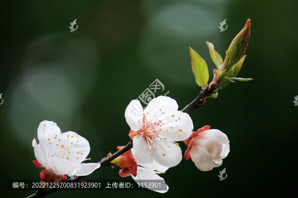 杏花枝