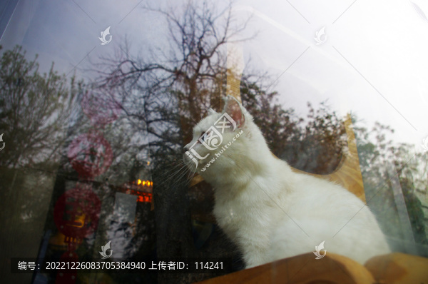白貓