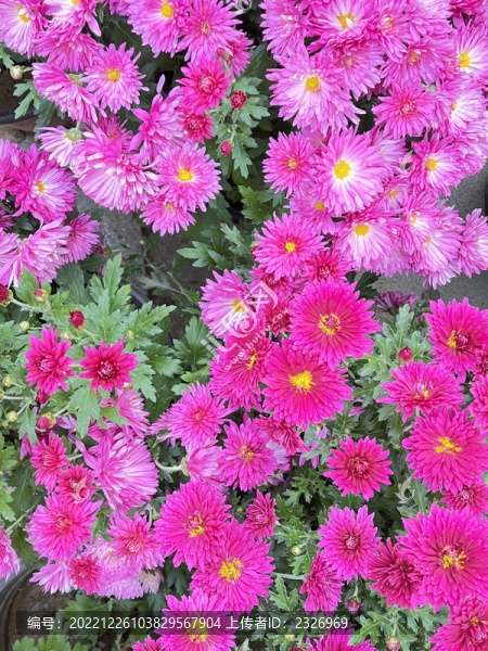 小花背景屏保
