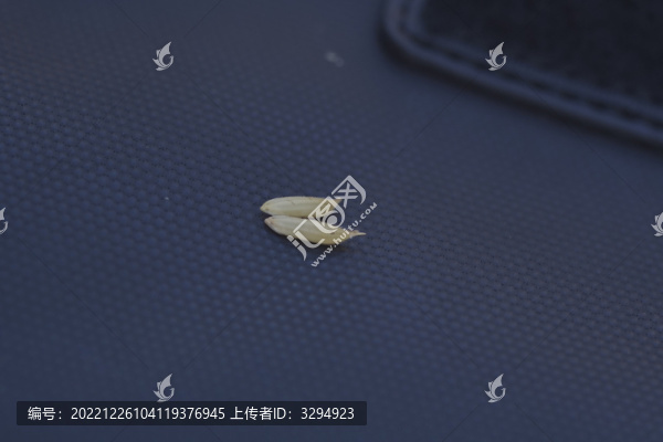 水稻