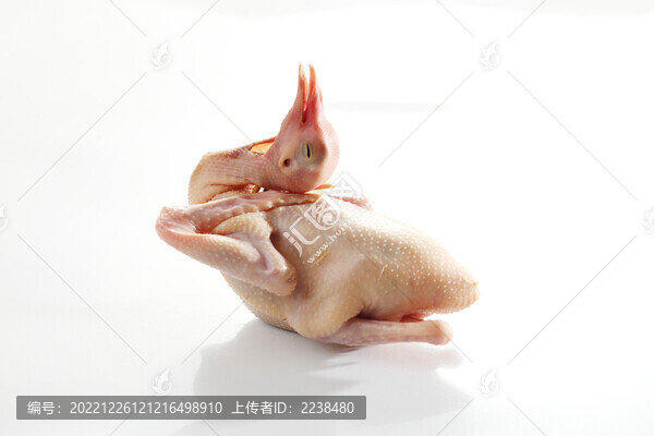 乳鴿
