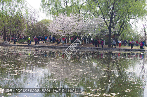 北京玉淵潭公園的櫻花