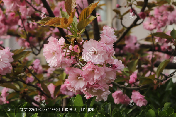 晚櫻