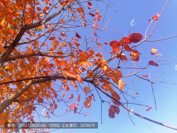 秋天紅葉