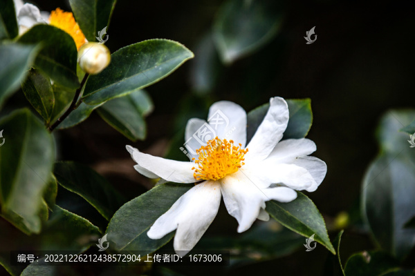 油茶花