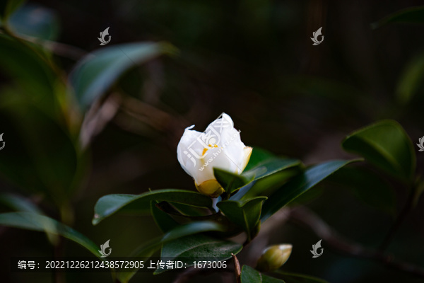 油茶花