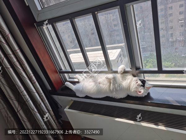可愛的小白貓
