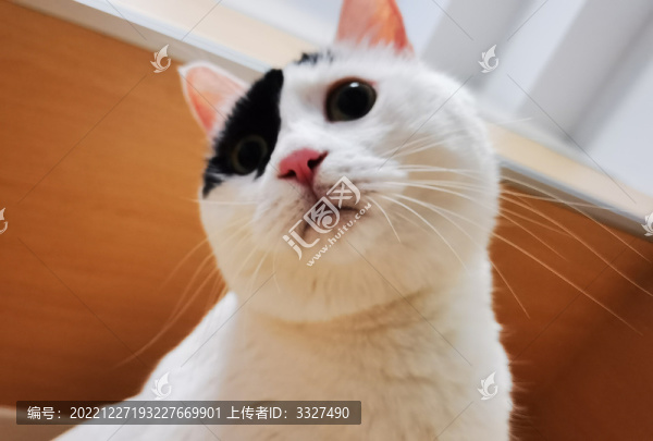 可愛的小白貓